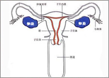 滴蟲性外陰炎怎么根治？滴蟲性外陰炎該怎么治療?