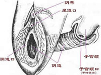 月經(jīng)不調(diào)的原因有哪些